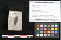 Foto (Objekt + Etikett) von Plantae indet.  (NHMW-GEO-2024-0188-11451)